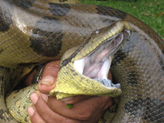 Biggest Anaconda Snake